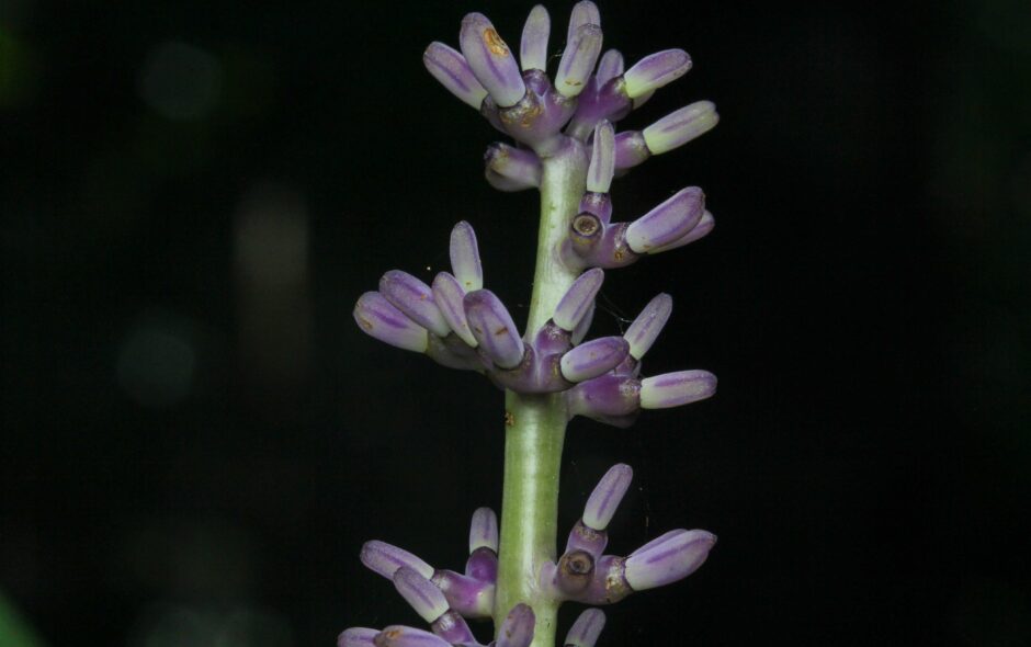 A vertical green flower spike bearing tight clusters of waxy purple flower buds in Kubah National Park.
