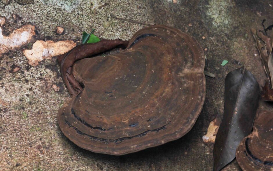 A broad, fan-shaped brown bracket fungus with dark concentric growth rings growing on a tree trunk in Kubah National Park.