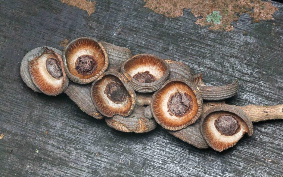 A cluster of empty, woody Lithocarpus tropical oak acorn cupules resting on a wooden bench in Kubah National Park.